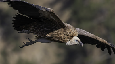 Kızıl Akbaba - Gyps fulvus kuş fotoğrafı