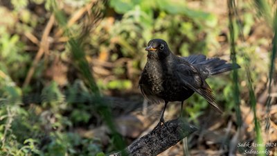 Karatavuk - Turdus merula kuş fotoğrafı
