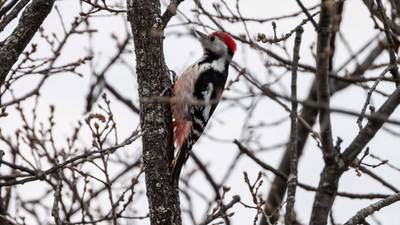 Ortanca Ağaçkakan - Dendrocoptes medius kuş fotoğrafı