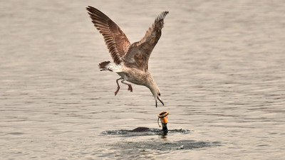 Gümüş Martı (Larus michahellis) - İstanbul / Tuzla kuş fotoğrafı
