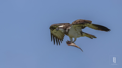 Balık Kartalı - Pandion haliaetus kuş fotoğrafı