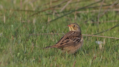 Kirazkuşu - Emberiza hortulana kuş fotoğrafı