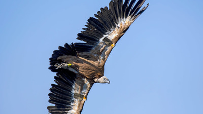 Kızıl Akbaba - Gyps fulvus kuş fotoğrafı