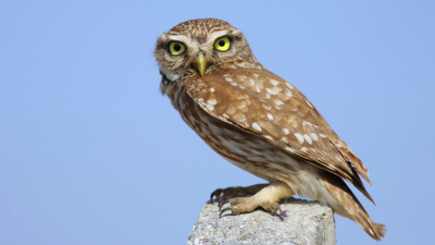 Kukumav (Athene noctua) - İstanbul / Pendik kuş fotoğrafı