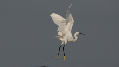 Küçük Ak Balıkçıl - Egretta garzetta kuş fotoğrafı