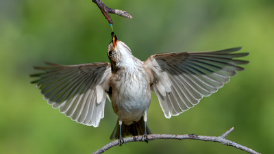 Benekli Sinekkapan - Muscicapa striata