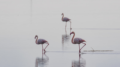 Flamingo