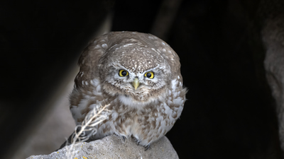 Kukumav - Athene noctua kuş fotoğrafı