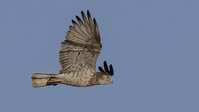 Yılan Kartalı - Circaetus gallicus kuş fotoğrafı