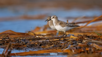 Küçük Kumkuşu - Calidris minuta kuş fotoğrafı