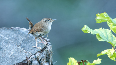 Çıtkuşu - Troglodytes troglodytes kuş fotoğrafı