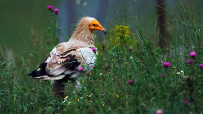 Küçük Akbaba - Neophron percnopterus kuş fotoğrafı
