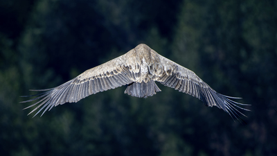 Kızıl Akbaba - Gyps fulvus kuş fotoğrafı