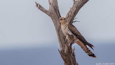 Guguk - Cuculus canorus kuş fotoğrafı