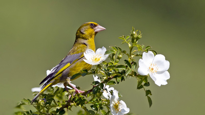 Florya - Chloris chloris kuş fotoğrafı