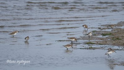 Karakarınlı Kumkuşu - Calidris alpina kuş fotoğrafı