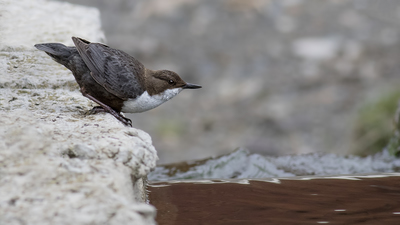 Derekuşu - Cinclus cinclus kuş fotoğrafı