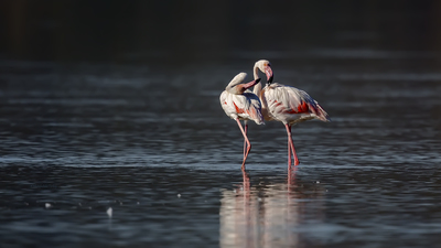 Flamingo - Phoenicopterus roseus kuş fotoğrafı