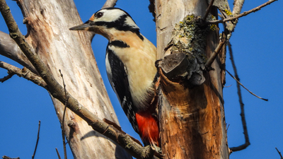 Orman alaca ağaçkakanı (Dendrocopos major) - Kırklareli / Merkez kuş fotoğrafı