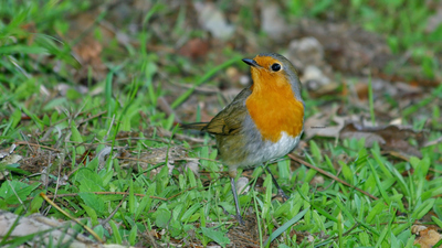 Kızılgerdan (Erithacus rubecula) - Adana / Sarıçam kuş fotoğrafı