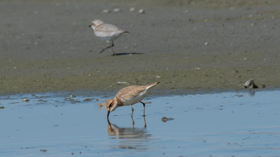 Büyük Cılıbıt - Anarhynchus leschenaultii kuş fotoğrafı
