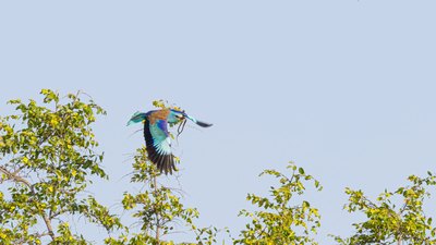 Gökkuzgun (Coracias garrulus) - Edirne / Süloğlu kuş fotoğrafı