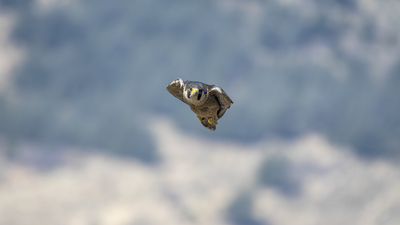 Gök Doğan - Falco peregrinus kuş fotoğrafı