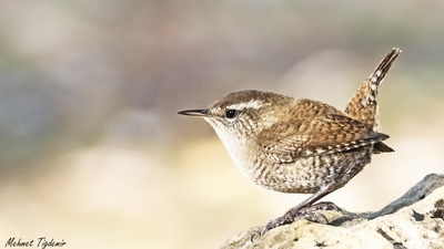 Çıtkuşu - Troglodytes troglodytes kuş fotoğrafı