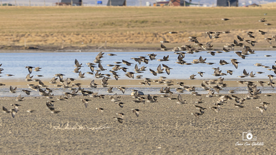 Karakarınlı Kumkuşu - Calidris alpina kuş fotoğrafı