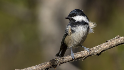 Çam Baştankarası - Periparus ater kuş fotoğrafı