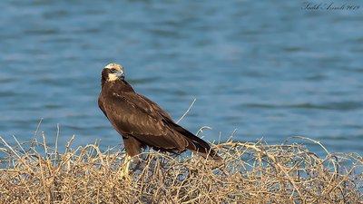 Saz Delicesi - Circus aeruginosus kuş fotoğrafı