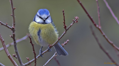 Mavi Baştankara - Cyanistes caeruleus kuş fotoğrafı