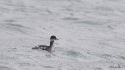 Karaboyunlu Batağan - Podiceps nigricollis kuş fotoğrafı