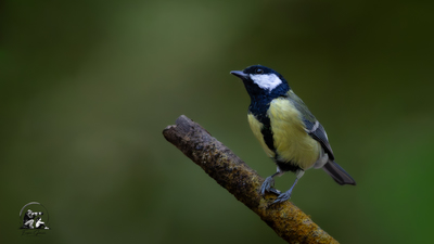 Büyük Baştankara - Parus major kuş fotoğrafı