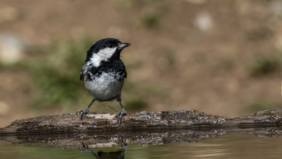 Çam Baştankarası - Periparus ater kuş fotoğrafı