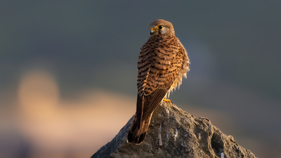 Kerkenez - Falco tinnunculus kuş fotoğrafı