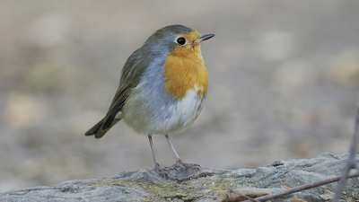 Kızılgerdan - Erithacus rubecula kuş fotoğrafı