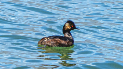 Karaboyunlu Batağan (Podiceps nigricollis) - Van / İpekyolu kuş fotoğrafı