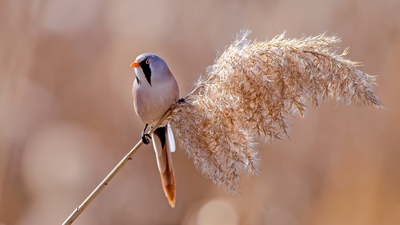 Bıyıklı Baştankara - Panurus biarmicus kuş fotoğrafı