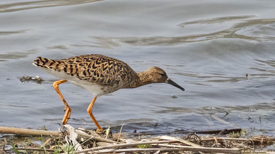 Dövüşkenkuş (Calidris pugnax) - Denizli / Çivril kuş fotoğrafı