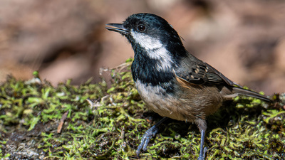 Çam Baştankarası - Periparus ater kuş fotoğrafı