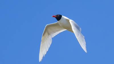 Akdeniz Martısı (Ichthyaetus melanocephalus) - Edirne / Enez kuş fotoğrafı