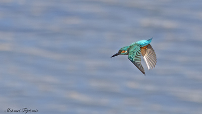 Yalıçapkını (Alcedo atthis) - Isparta / Eğirdir kuş fotoğrafı