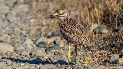 Kocagöz - Burhinus oedicnemus kuş fotoğrafı