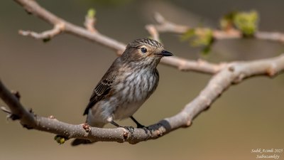 Benekli Sinekkapan - Muscicapa striata kuş fotoğrafı