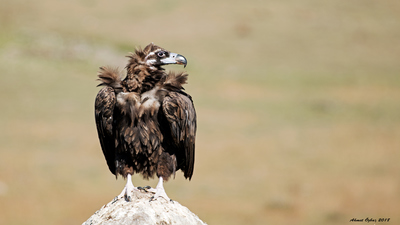 Kara Akbaba - Aegypius monachus kuş fotoğrafı