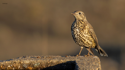 Ökse Ardıcı (Turdus viscivorus) - Bilecik / Bozüyük kuş fotoğrafı