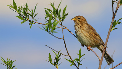 Tarla Çintesi - Emberiza calandra kuş fotoğrafı