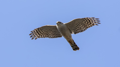 Atmaca - Accipiter nisus kuş fotoğrafı
