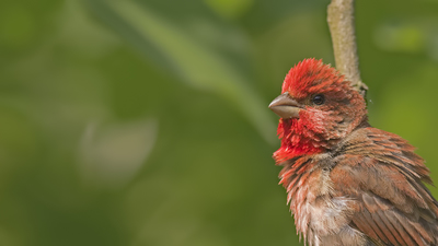 Çütre